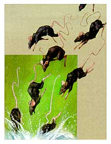 Il Pifferaio Magico - I topi storditi dalla melodia, scordando di saper nuotare, andarono a fondo nell'acqua